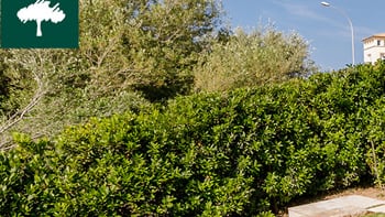 empresa de jardiner&iacute;a | empresa de jardiner&iacute;a