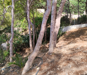 empresa de jardiner&iacute;a | empresa de jardiner&iacute;a