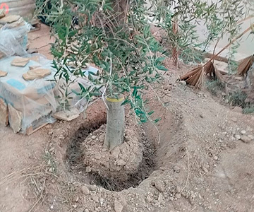 empresa de jardiner&iacute;a | empresa de jardiner&iacute;a