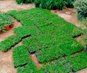empresa de jardiner&iacute;a | empresa de jardiner&iacute;a