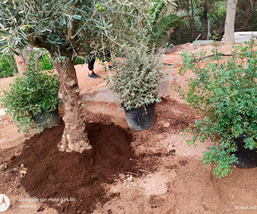 empresa de jardiner&iacute;a | empresa de jardiner&iacute;a