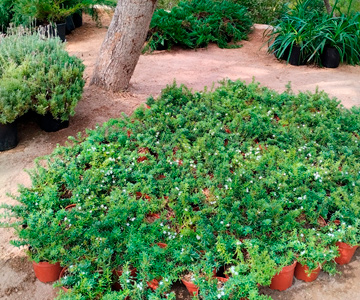 empresa de jardiner&iacute;a | empresa de jardiner&iacute;a