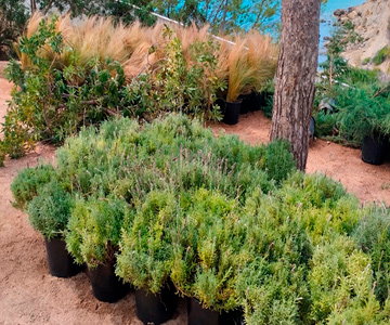 empresa de jardiner&iacute;a | empresa de jardiner&iacute;a
