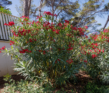 empresa de jardiner&iacute;a | empresa de jardiner&iacute;a