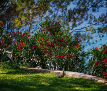empresa de jardiner&iacute;a | empresa de jardiner&iacute;a