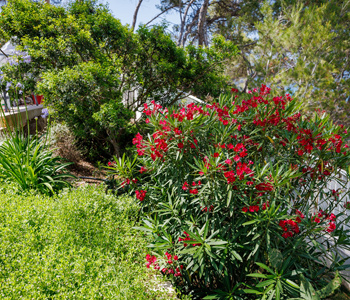 empresa de jardiner&iacute;a | empresa de jardiner&iacute;a