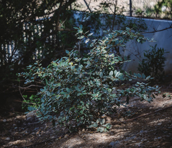 empresa de jardiner&iacute;a | empresa de jardiner&iacute;a