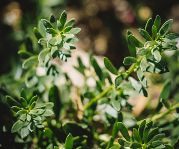 empresa de jardiner&iacute;a | empresa de jardiner&iacute;a