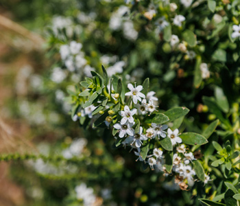empresa de jardiner&iacute;a | empresa de jardiner&iacute;a