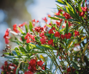 empresa de jardiner&iacute;a | empresa de jardiner&iacute;a