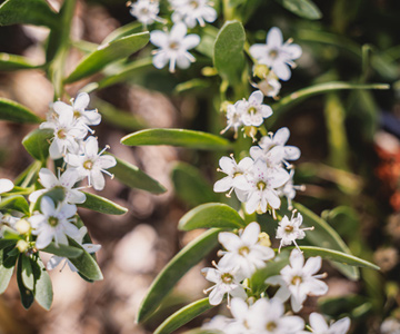 empresa de jardiner&iacute;a | empresa de jardiner&iacute;a