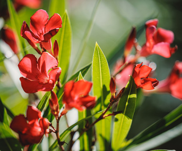 empresa de jardiner&iacute;a | empresa de jardiner&iacute;a