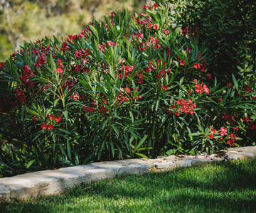 empresa de jardiner&iacute;a | empresa de jardiner&iacute;a