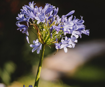 empresa de jardiner&iacute;a | empresa de jardiner&iacute;a