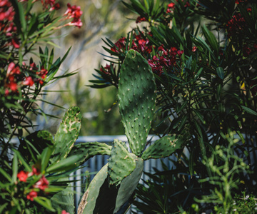 empresa de jardiner&iacute;a | empresa de jardiner&iacute;a