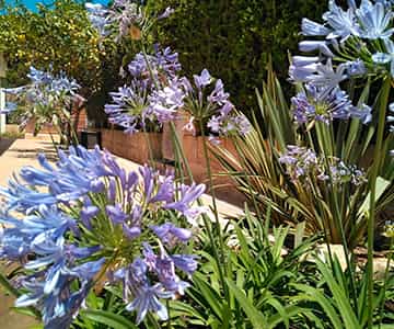 proyecto jardines Bonanova | empresa de jardinería