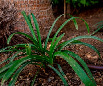 proyecto jardines Cala Santanyí | empresa de jardinería