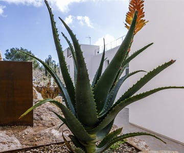 proyecto jardines Son Vida | empresa de jardinería