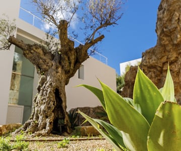 proyecto jardines Son Vida | empresa de jardinería