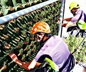 jardín vertical para empresas | empresa de jardinería