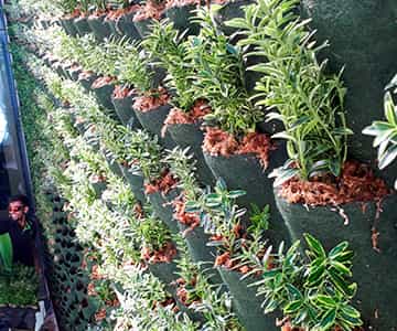 jardín vertical para empresas | empresa de jardinería