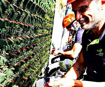 jardín vertical para empresas | empresa de jardinería