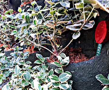 jardín vertical para empresas | empresa de jardinería