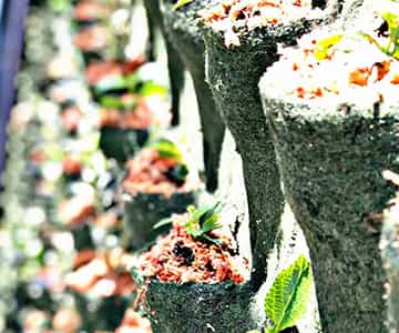 jardín vertical para empresas | empresa de jardinería
