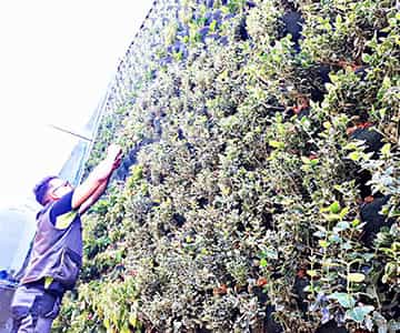 jardín vertical para empresas | empresa de jardinería
