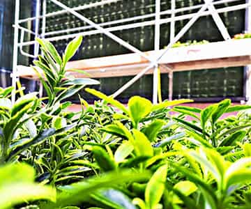 jardín vertical para empresas | empresa de jardinería