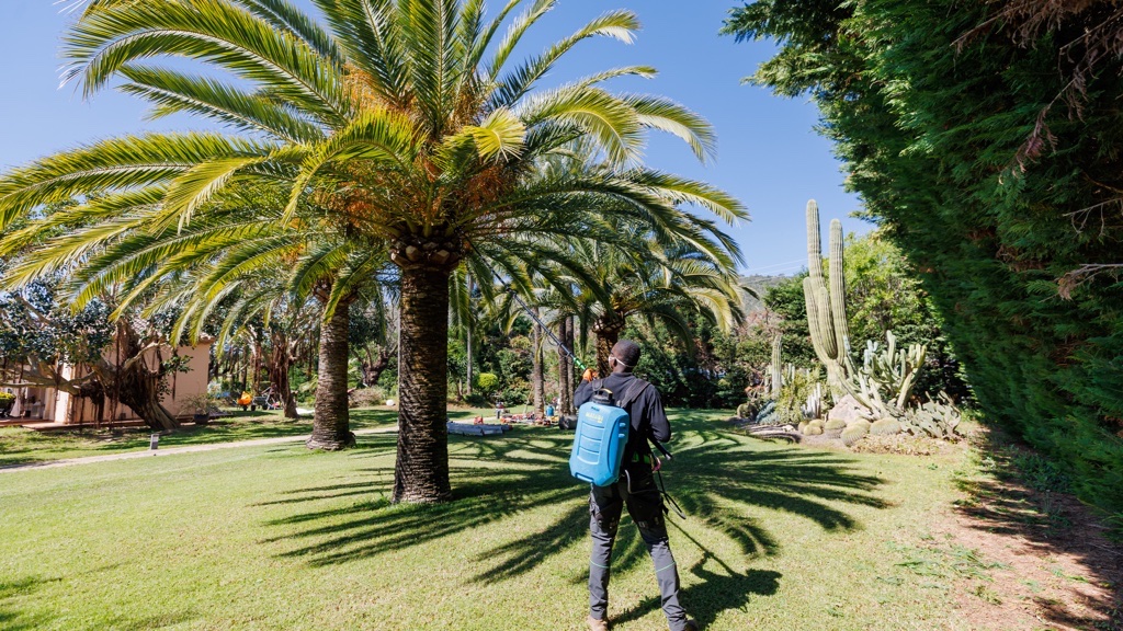 control de plagas Mallorca | Gartenpflege-Unternehmen