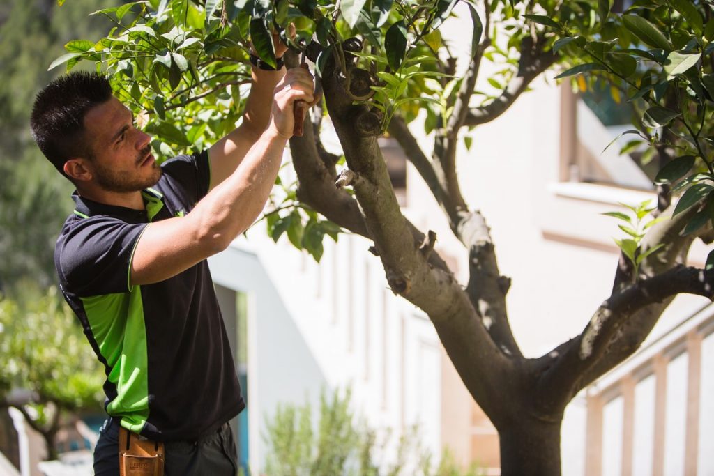Details 100 mantenimiento árboles frutales