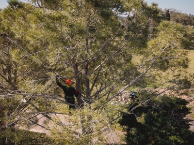 servicios de jardiner&iacute;a mallorca | empresa de jardiner&iacute;a
